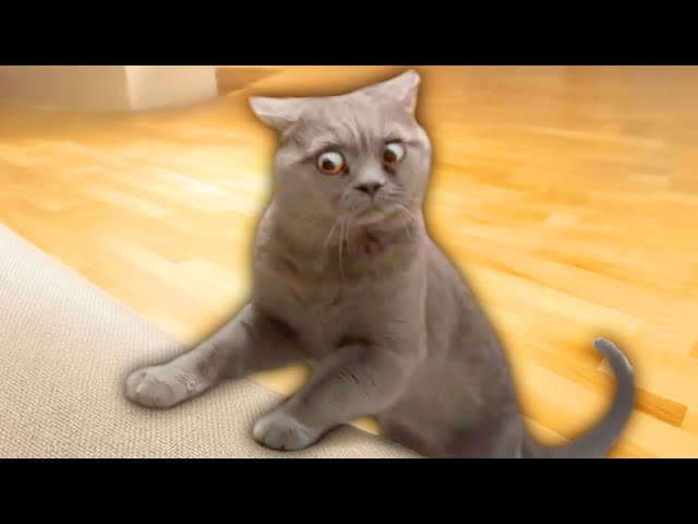 Funny Cat Moments from the Past Decade
