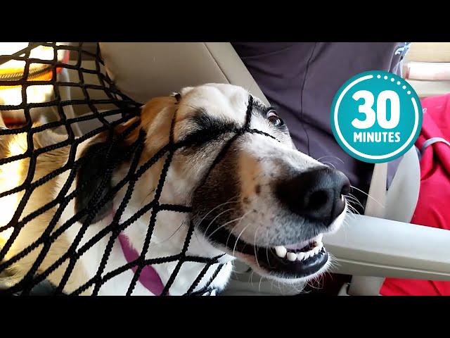 Funny Dogs in 30-Minute Try Not to Laugh Challenge