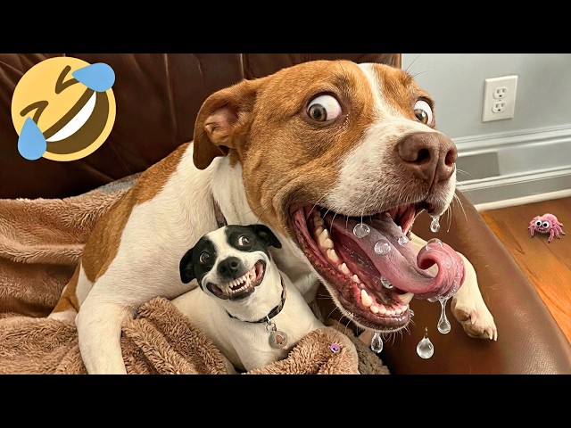 Funny Moments with Cute Dogs and Cats in 2026 Video