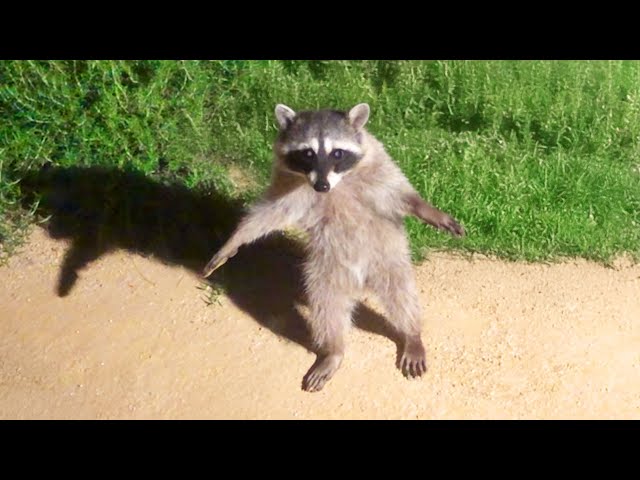 Funny Animal Moments Featuring Cats, Monkeys, and Elephants