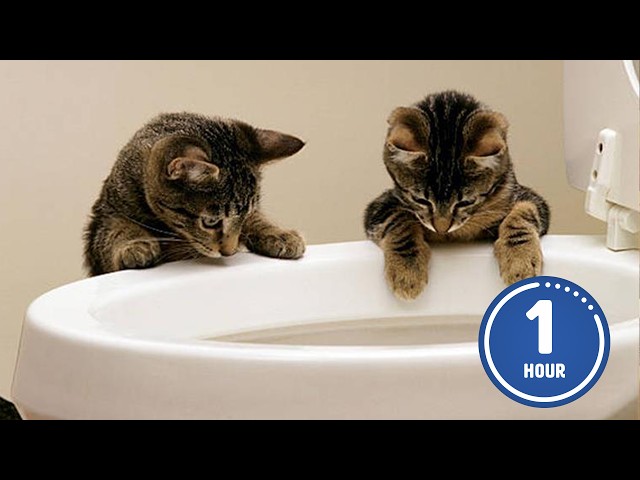 Funny Cat Videos Bring Laughter and Joy in 2025