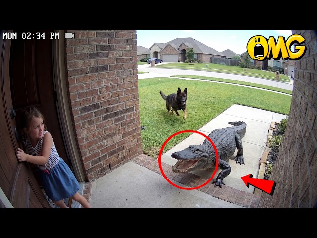 Hero Animals Save Lives in Heartwarming Moments