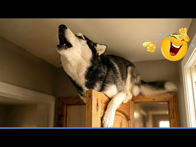Funny Pets Compilation Features Dog and Cat Antics