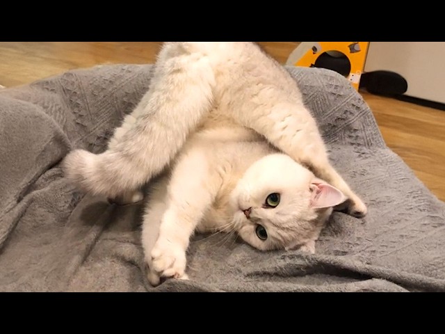 Cats Showcase Silly Antics in Funny Video Collection