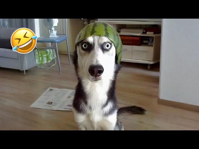 Funny Cats and Dogs Compilation of 2025