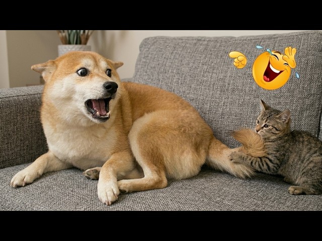 Funny Cats and Dogs in a Viral Pets Compilation 2026