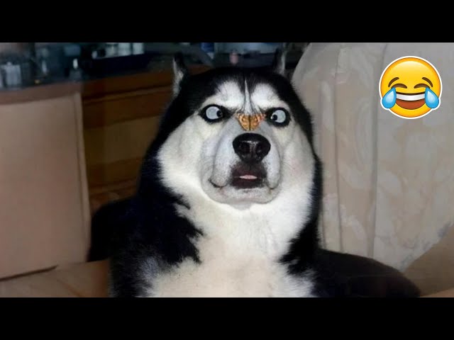 Funny Animal Fails with Cats and Dogs in 2025