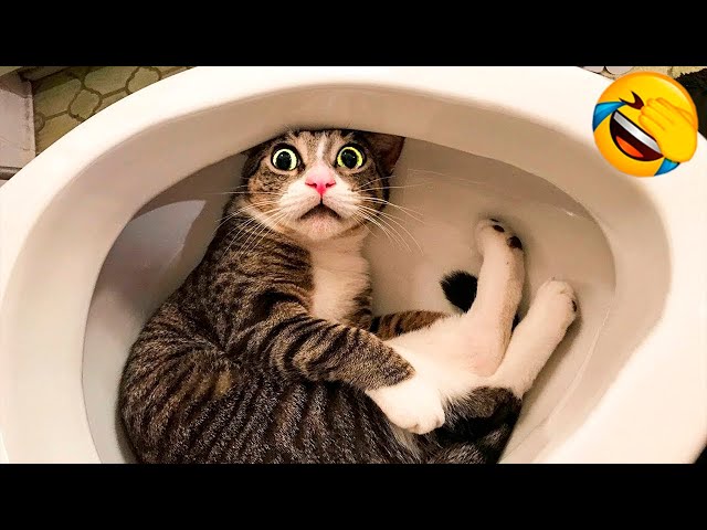 Funny Cats and Dogs Compilation 2025 Part 2