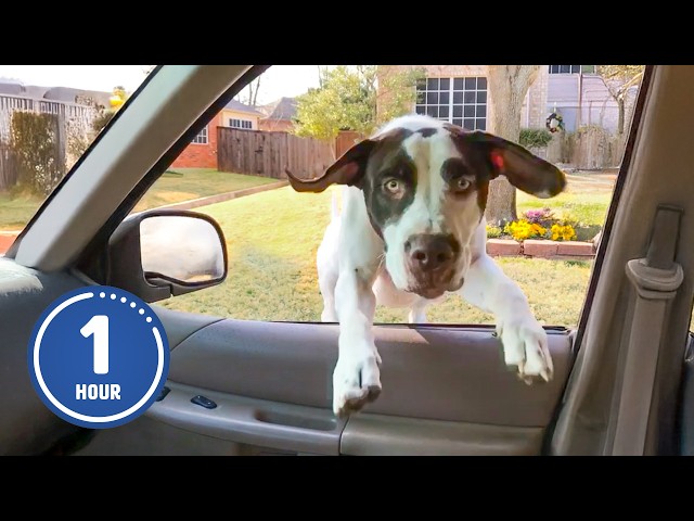 Hilarious Dogs Show Their Weird Side in Funny Videos
