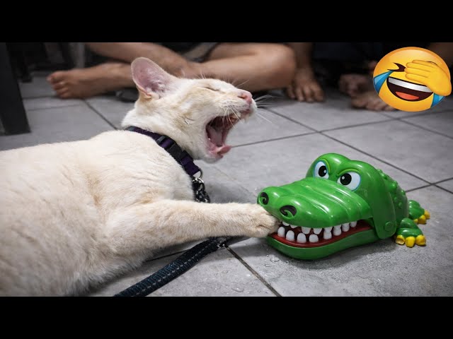 Funny Cat Clips from 2026 Bring Laughter and Fails